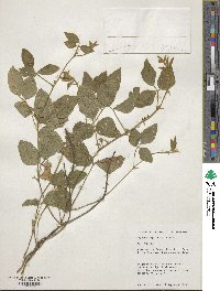 Glycine max subsp. soja image