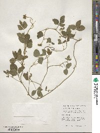 Glycine max subsp. soja image