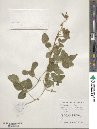 Glycine max image