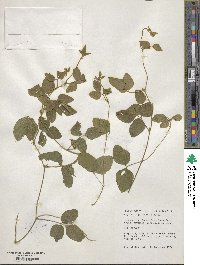 Glycine max subsp. soja image