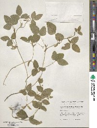 Glycine max subsp. soja image