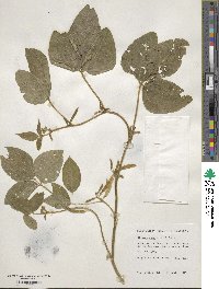 Glycine max subsp. soja image