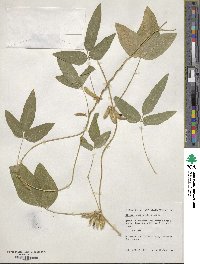 Glycine max subsp. soja image