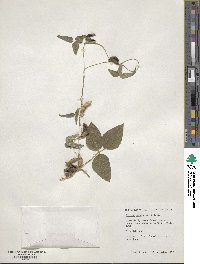 Glycine max subsp. soja image