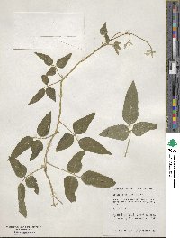 Glycine max subsp. soja image