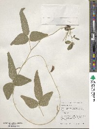 Glycine max subsp. soja image