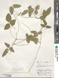 Glycine max subsp. soja image