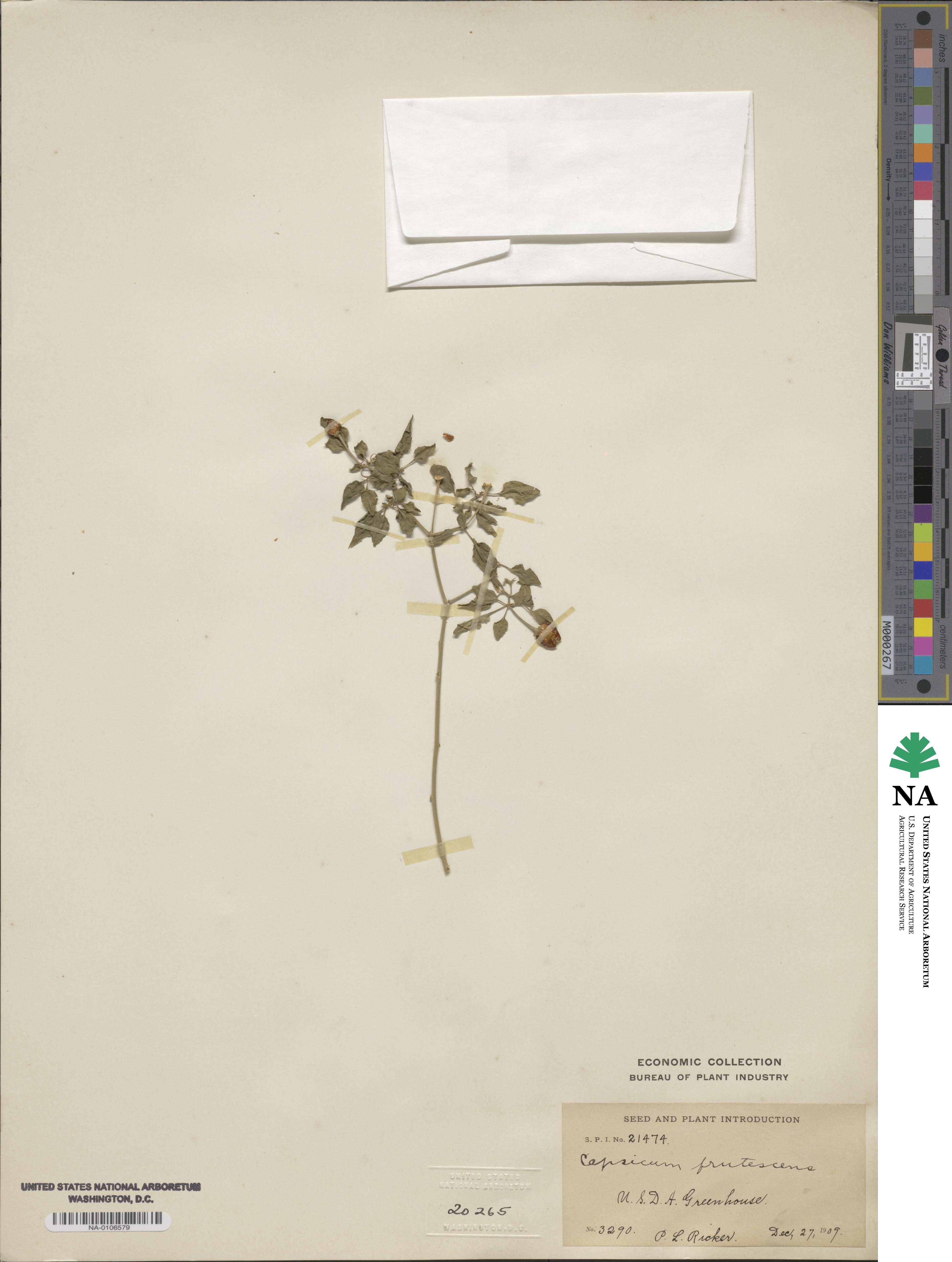 Capsicum frutescens image