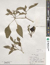 Capsicum annuum image