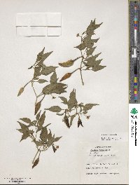 Capsicum annuum image