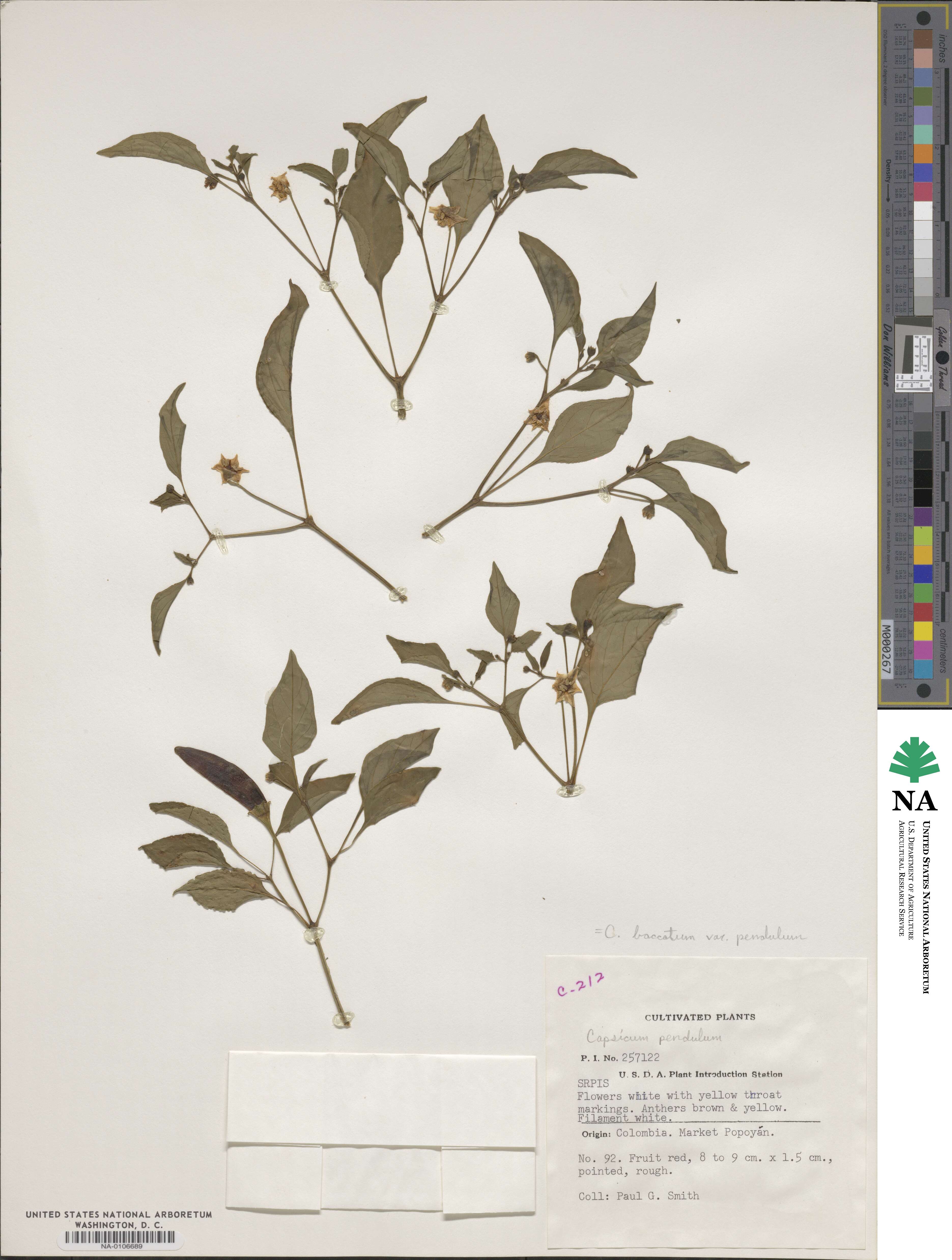 Capsicum baccatum image