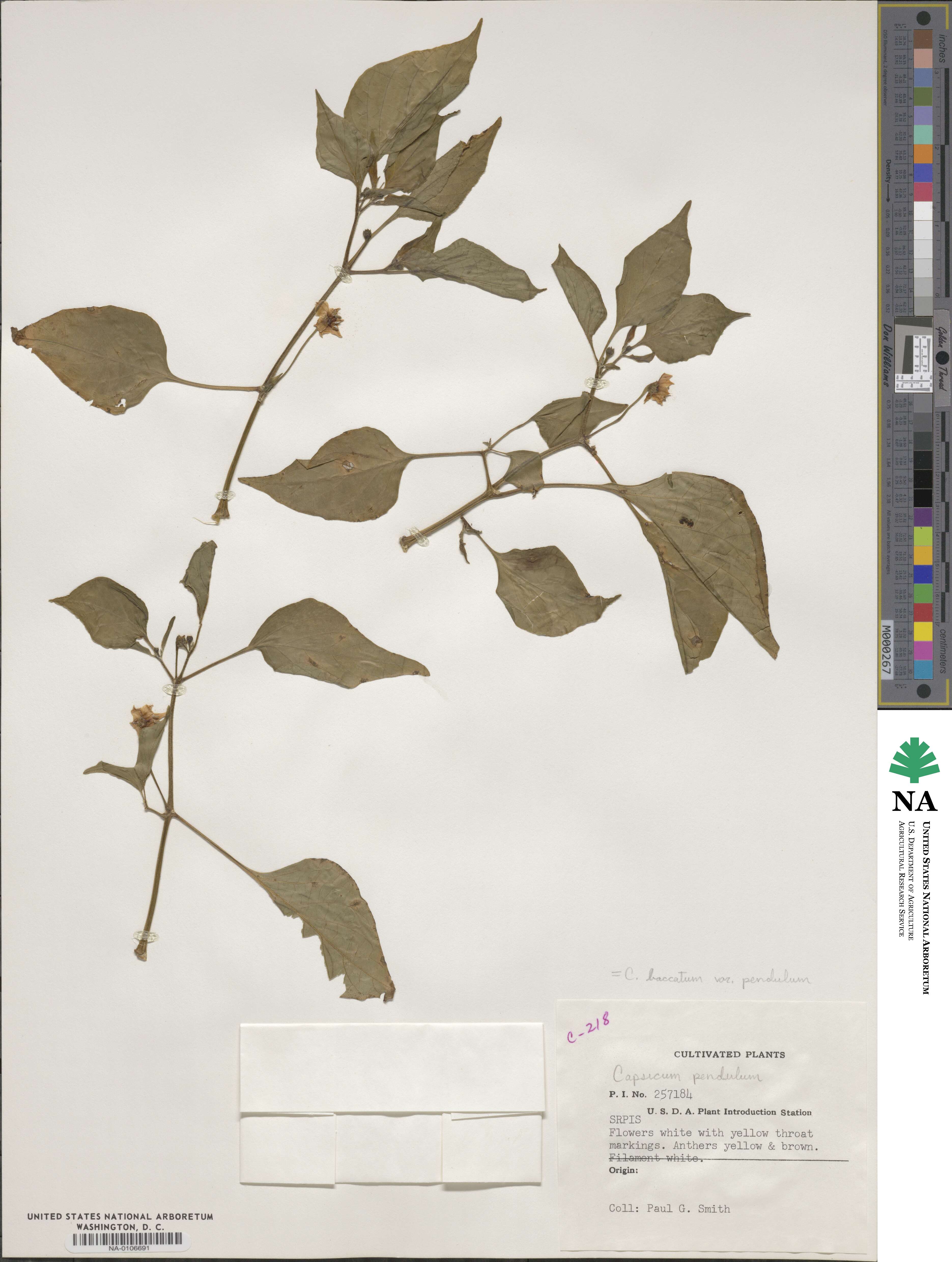 Capsicum baccatum image