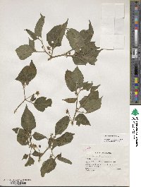 Capsicum annuum image