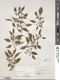 Capsicum annuum image
