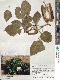 Capsicum annuum image