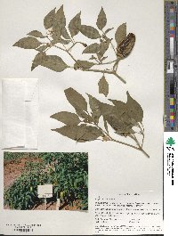 Capsicum annuum image