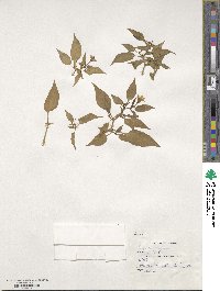 Capsicum annuum image