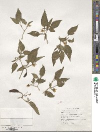 Capsicum annuum image
