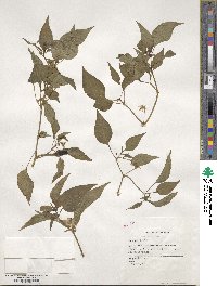 Capsicum annuum image