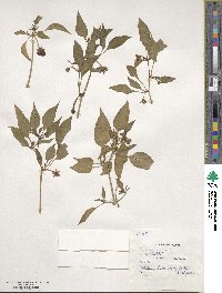 Capsicum annuum image