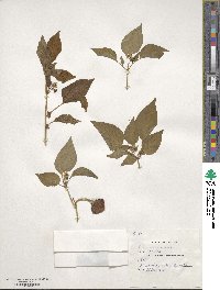 Capsicum annuum image
