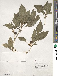 Capsicum annuum image