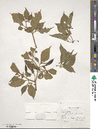 Capsicum annuum image