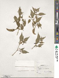 Capsicum annuum image