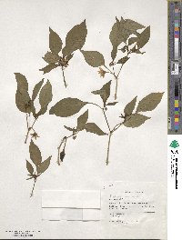 Capsicum annuum image