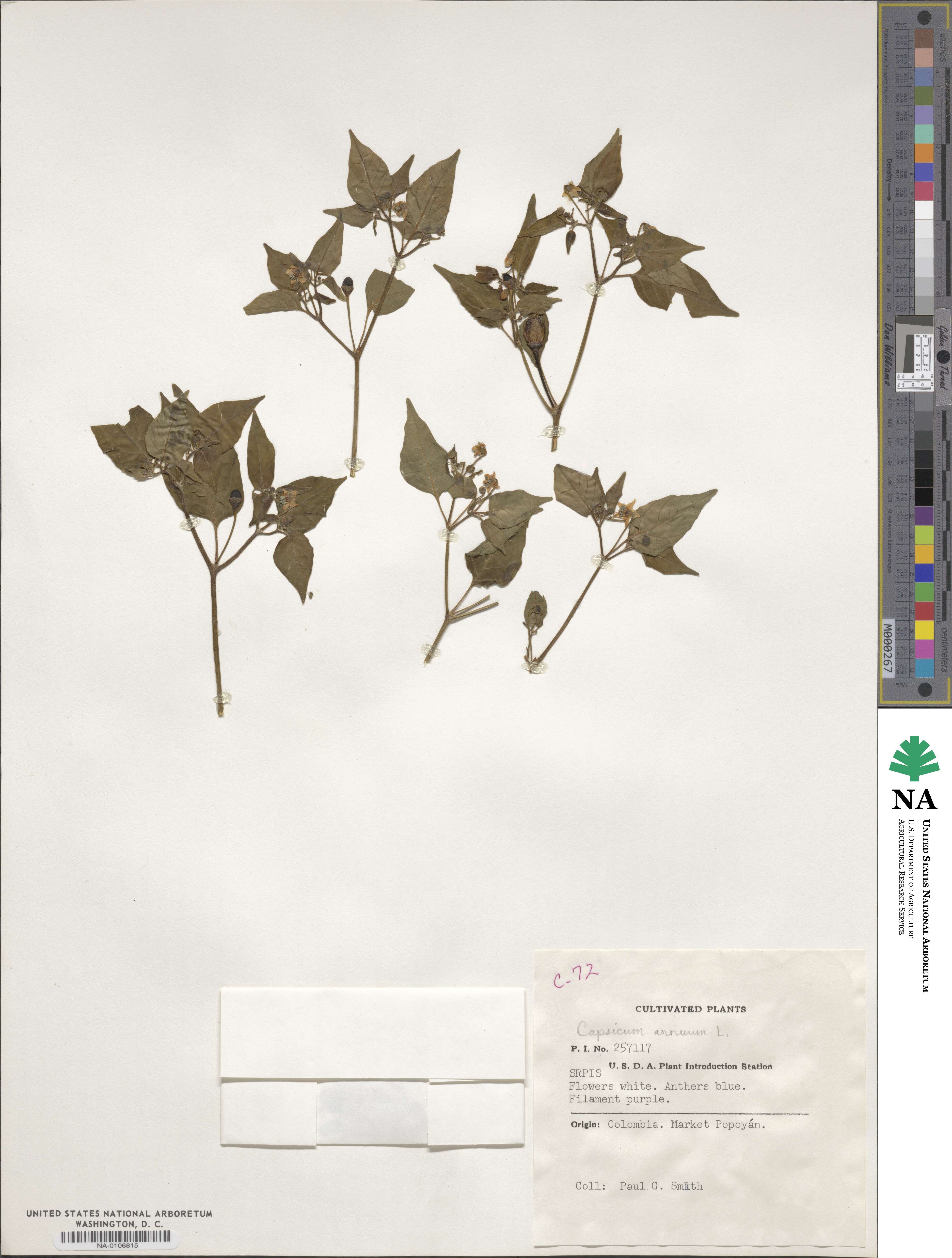 Capsicum annuum image