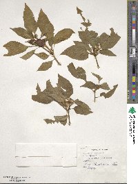 Capsicum annuum image