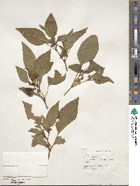 Capsicum annuum image