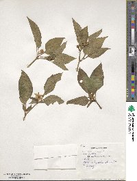 Capsicum annuum image