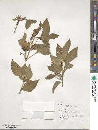 Capsicum annuum image