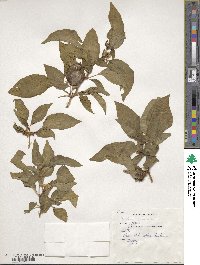 Capsicum annuum image