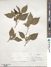 Capsicum annuum image