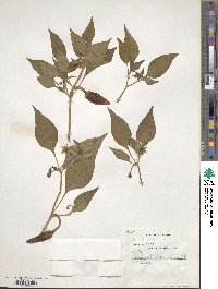 Capsicum annuum image