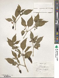 Capsicum annuum image
