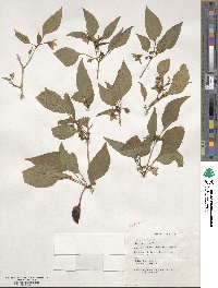 Capsicum annuum image