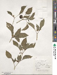 Capsicum annuum image