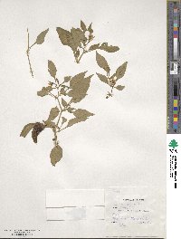 Capsicum annuum image