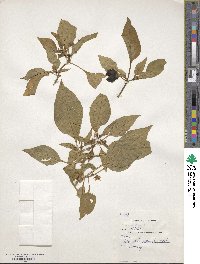 Capsicum annuum image
