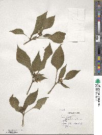 Capsicum annuum image