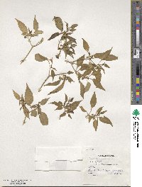 Capsicum annuum image