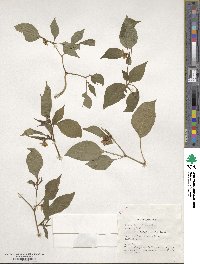 Capsicum annuum image