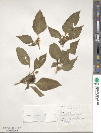 Capsicum annuum image
