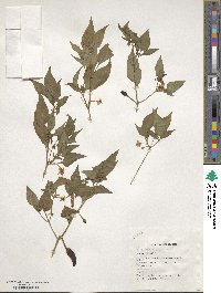 Capsicum annuum image