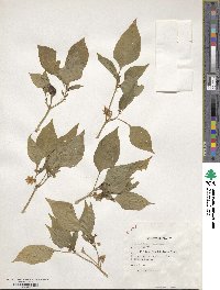 Capsicum annuum image