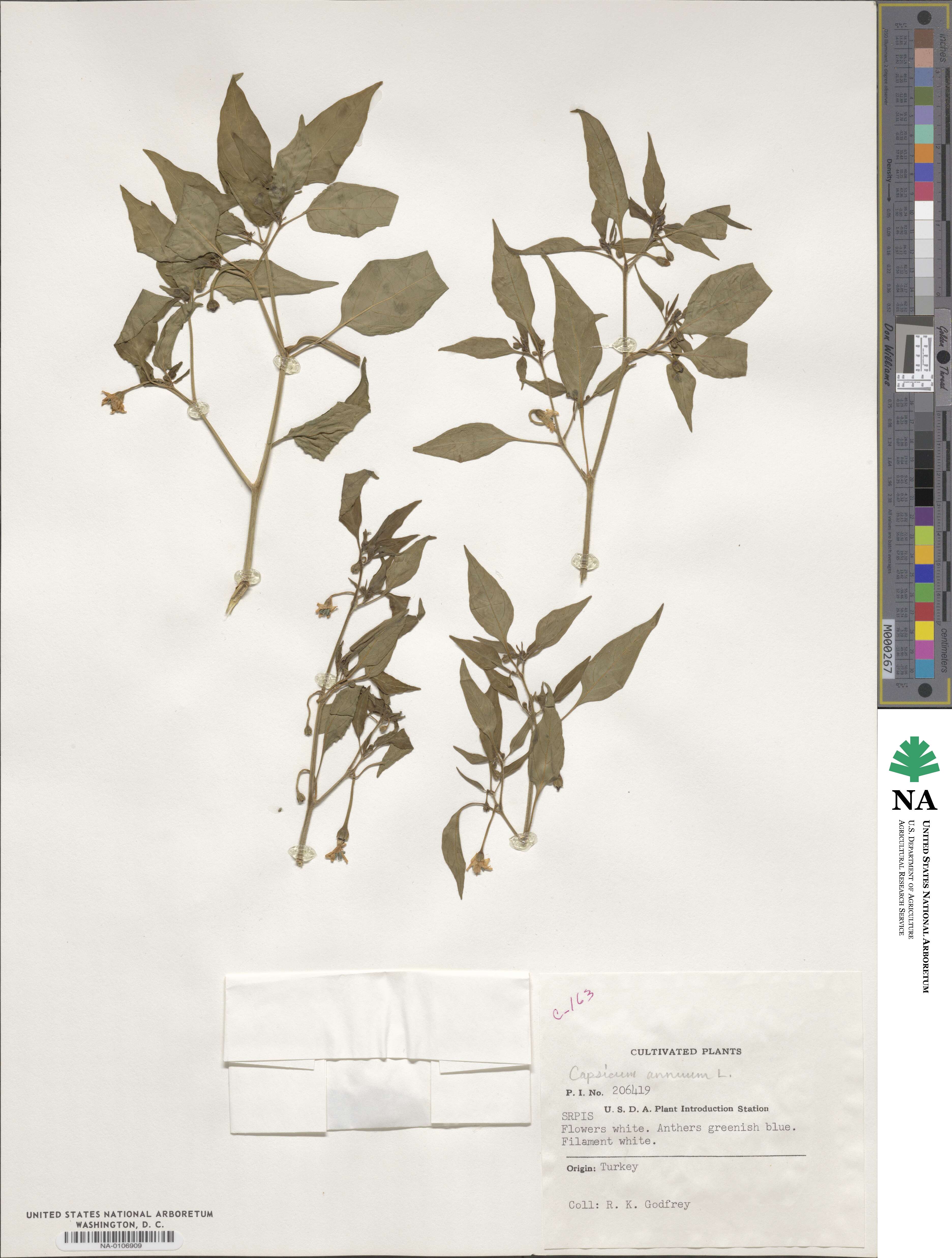 Capsicum annuum image