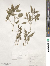 Capsicum annuum image